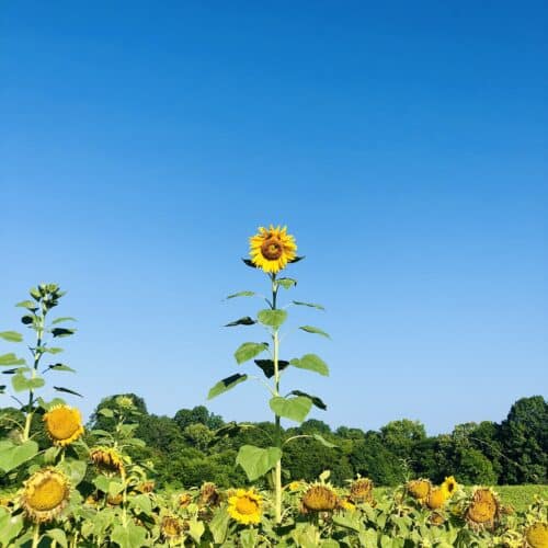 Sunflowers