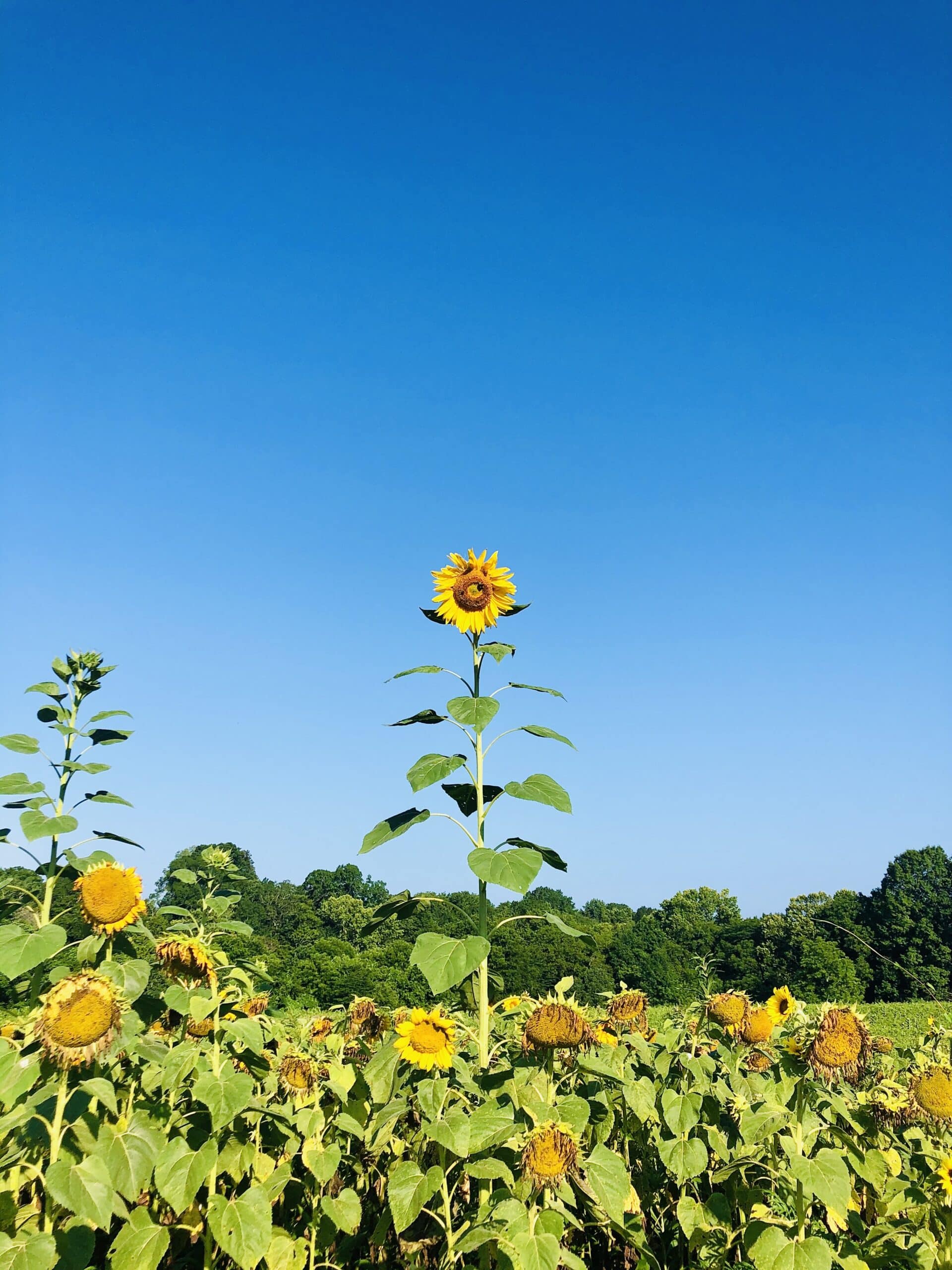 Sunflowers